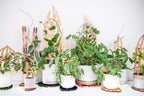 Treleaf Zella Grande Starter Kit – Wooden Extendable Plant Trellis for Indoor Climbing Houseplants – Modular Plant Support with 2 Bases + 2 Extensions - Moss Pole Alternative