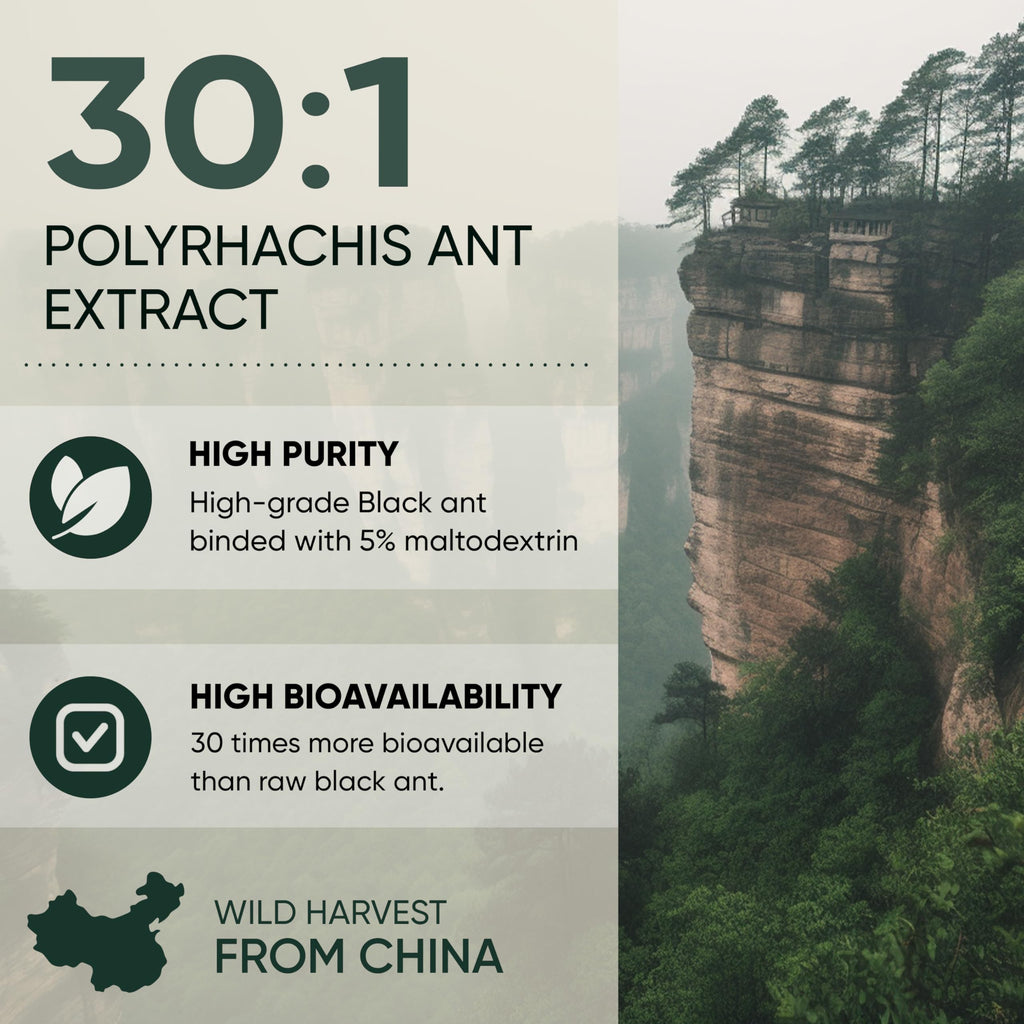 Jungle Powders Black Ant Extract Powder 30:1, 5 Ounces, 94 Servings | Pure Polyrhachis Black Ant Supplement, Changbai Mountain Ant Traditional Mens Health Support for Drive, Contains 5% Maltodextrin