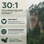 Jungle Powders Black Ant Extract Powder 30:1, 5 Ounces, 94 Servings | Pure Polyrhachis Black Ant Supplement, Changbai Mountain Ant Traditional Mens Health Support for Drive, Contains 5% Maltodextrin