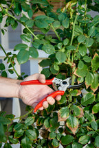 Corona Tools BP 4250 MAXFORGED Aluminum Bypass Pruner, 1-Inch Cut Capacity, Professional Hand Pruning Shears with Replaceable Steel Blade & Ergonomic Angled Head