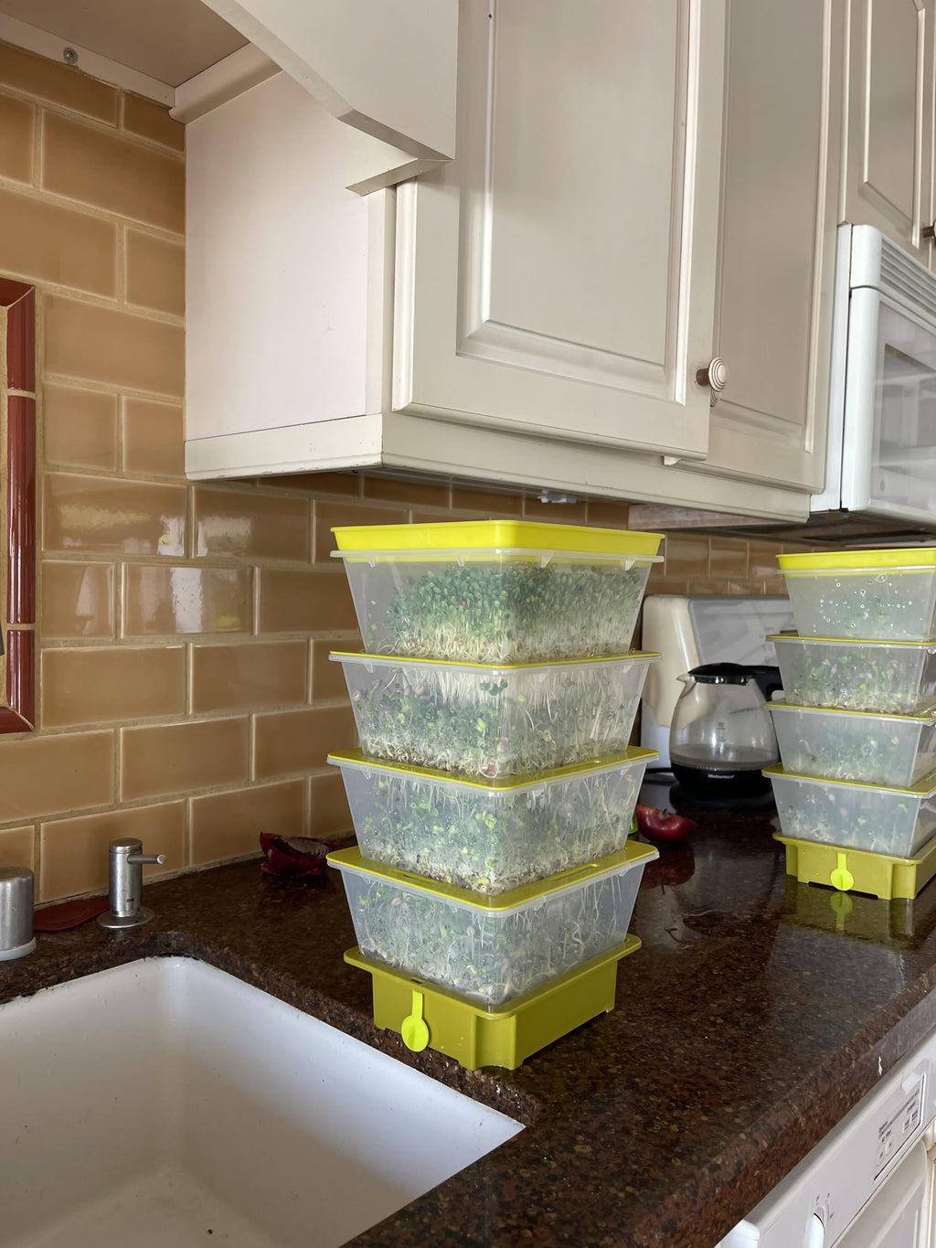 Sprouting Trays - 4-Tier Seed Sprouter with Drain Spout