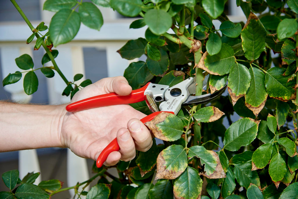 Corona Tools BP 4250 MAXFORGED Aluminum Bypass Pruner, 1-Inch Cut Capacity, Professional Hand Pruning Shears with Replaceable Steel Blade & Ergonomic Angled Head
