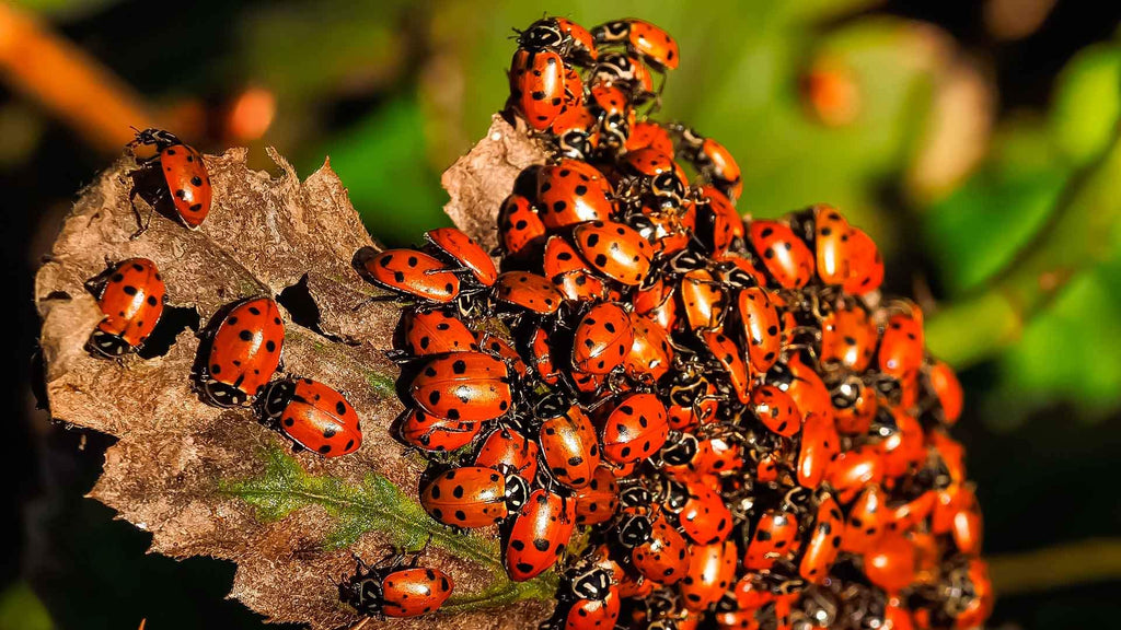 Clark&Co Organic 1500 Live Ladybugs - Good Bugs for Garden - Pre-Fed Hippodamia Convergens for Insects - Guaranteed Live Delivery!