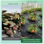 15Packs Strawberry Plant Support, Strawberry Plant Stand Holder Reusable Strawberry Plant Protector Greenhouse Strawberry Trellis Accessories Strawberry Planter for Strawberry Garden Plants