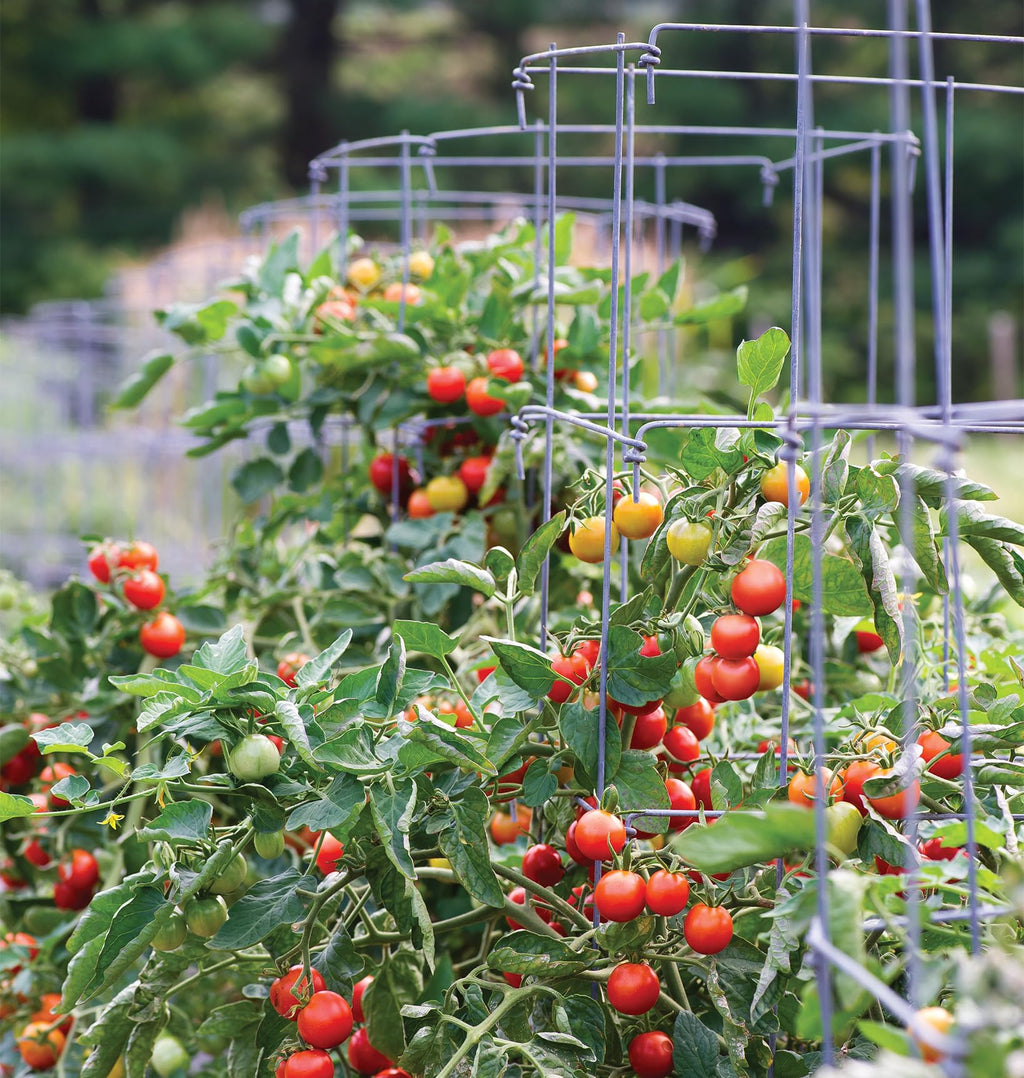 Burpee Medium Heavy Gauge Tomato Cage | 3 Cages for Plant Support in Garden | 14" x 14" x 48" | Made in The USA| Grow Healthier, More Productive Tomato Plants