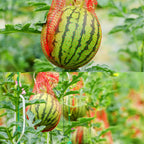 200 Pack Watermelon Nets, Hanging Watermelon Support Nets