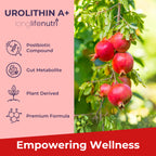 Urolithin A 1200mg - 120 Vegetarian Capsules of Pure Pomegranate-Derived Postbiotic, Third-Party Tested, GMP Certified, No Fillers, Vegan