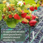 COZYDIG 4 Sets Strawberry Plant Support with Mesh Plant Cover,Strawberry Growing Racks Sets with Iron Plant Nails and Storage Bag for Garden Strawberry Vegetables(White Net - Round)