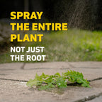 Spruce Weed & Grass Killer₃ Kit, Power Wand, 2 AA Batteries Included, 64 Oz