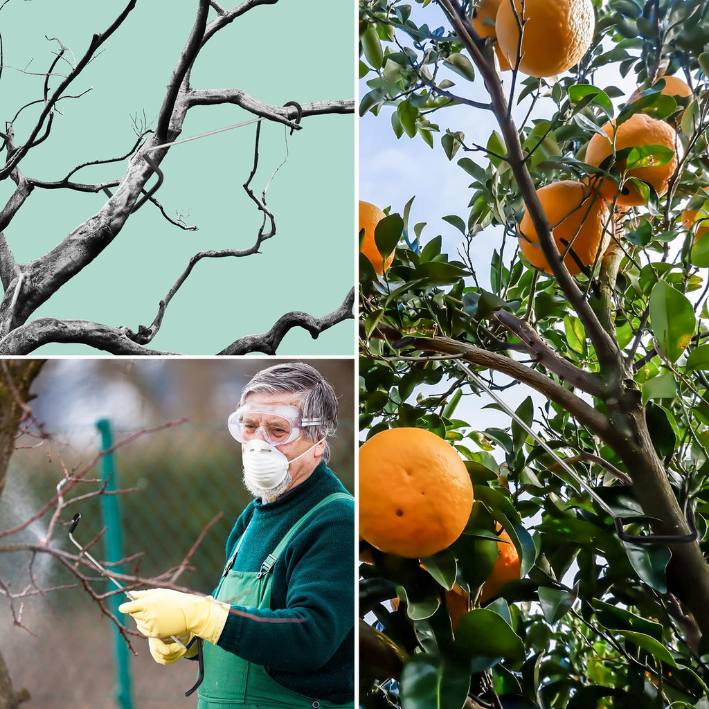 MorningRo 25 Pcs Fruit Trees Limb Spreader 10 Inch Tree Branch Puller Spreader with Plastic Hose Wrapped, Spreading Crotch Open Angles Branches Support Bending Tool for Shaping Seedlings Flowers
