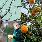 MorningRo 25 Pcs Fruit Trees Limb Spreader 10 Inch Tree Branch Puller Spreader with Plastic Hose Wrapped, Spreading Crotch Open Angles Branches Support Bending Tool for Shaping Seedlings Flowers