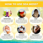 WELLNESS LABSRX Irish Sea Moss Gel Raw - Wildcrafted Superfood Seamoss Gel - Pineapple Flavor, Vitamin and Mineral-Rich from Pristine Caribbean Waters, Immune and Digestive Health Support - 10 oz.