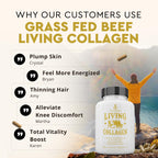 Ancestral Supplements Grass Fed Beef Living Collagen Nutritional Powder Supplement, 3000mg, Promotes Healthier, Younger Looking Skin, Hair, Nails and Joints, Type II, 180 Capsules
