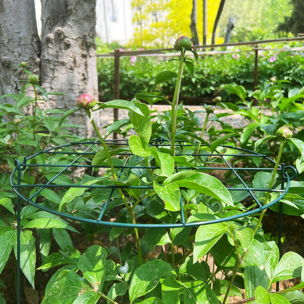 TIyneayle 12 Pack Peony Cages and Supports 16 x 24 Inch Grow Through Plant Support Peony Support Ring for Outdoor Plants