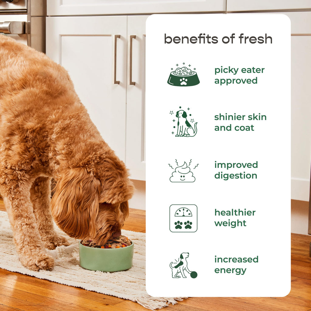 Freshpet Healthy & Natural Dog Food, Fresh Beef Roll, 6lb