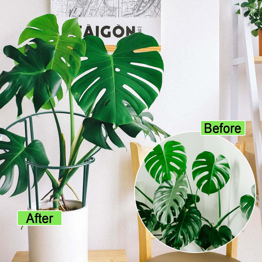 HiGift Peony Cages and Supports 24" H x 10" W, 8 Pack Tall Snake Plant Support Stake Half Round Metal Garden Stake for Indoor and Outdoor Plants, Flower Support Ring Border for Tomato,Hydrangea,Rose