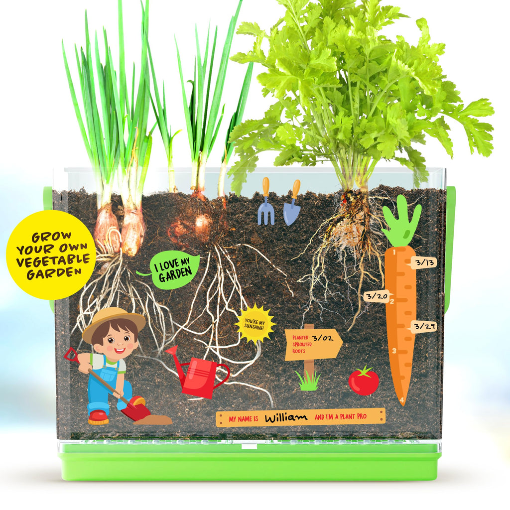 Dan&Darci Root Viewer Kit for Kids - Grow Your Own Plant for Boys & Girls Gifts - Science STEM Toy & Craft Growing Kits for Ages 4-8 Birthday Gifts for Boy, Girl 4, 5, 6, 7, 8, Year Old - Gardening