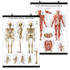 Palace Learning Muscular & Skeletal System Anatomical Poster Set - Laminated With Plastic Frame 2 Chart Set - Human Skeleton & Muscle Anatomy - (18" x 24")