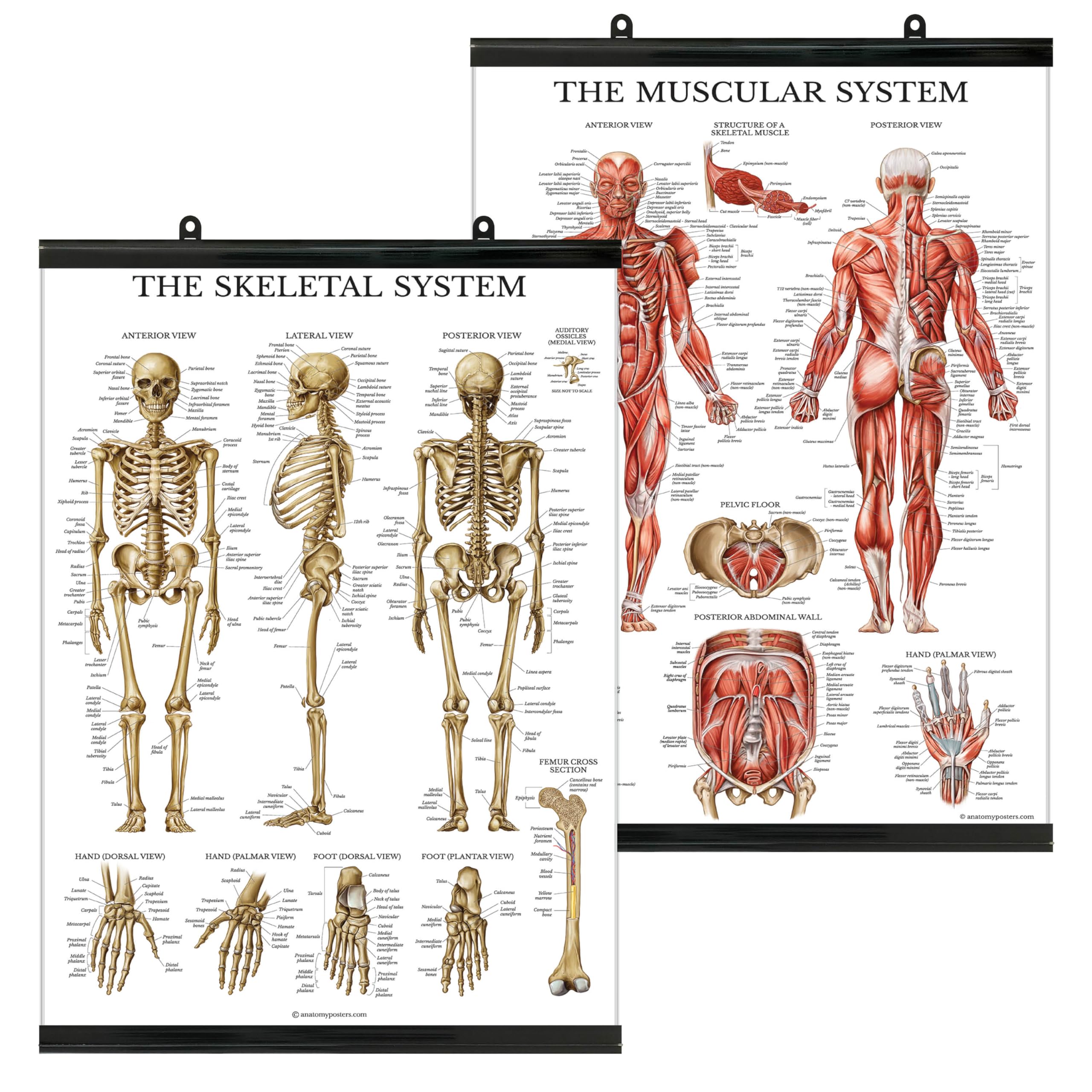 Palace Learning Muscular & Skeletal System Anatomical Poster Set - Laminated With Plastic Frame 2 Chart Set - Human Skeleton & Muscle Anatomy - (18" x 24")