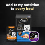 Cesar Mini-Pouch Wet Dog Food, Filet Variety Pack, 1.76 oz, 40 Count