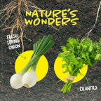 Dan&Darci Root Viewer Kit for Kids - Grow Your Own Plant for Boys & Girls Gifts - Science STEM Toy & Craft Growing Kits for Ages 4-8 Birthday Gifts for Boy, Girl 4, 5, 6, 7, 8, Year Old - Gardening