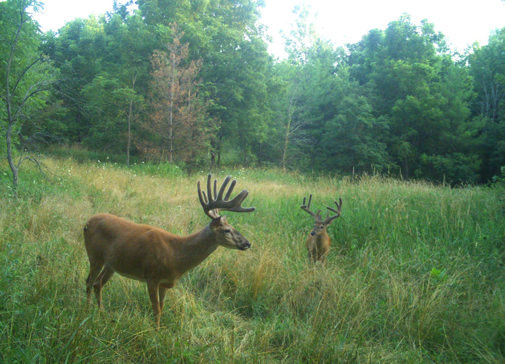 Terra Products Co. AX Deer Mineral - Antler Xcelerator for Deer (20)