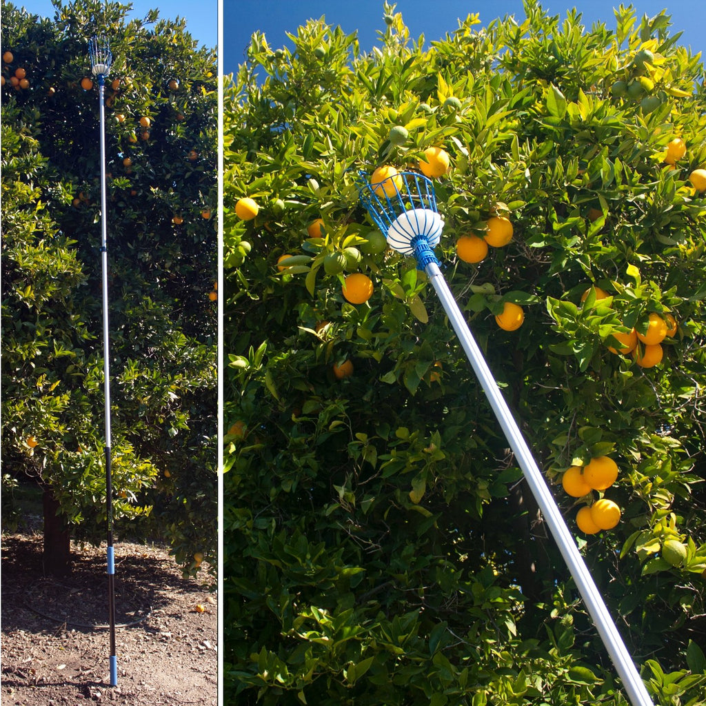 EVERSPROUT 4.5 to 12 Ft Fruit Picker with TwistOn Basket and Extension Pole