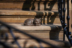 Roman Garden - Bronze Sleeping Cat Statue, 3.5H, Collection, Resin and Stone, Decorative, Gift, Home Outdoor Decor, Durable, Long Lasting