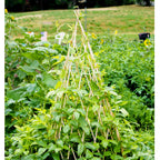 4ft Expandable Bamboo Teepee Trellis for Climbing Plants, Self-Standing Natural Bamboo Trellis for Plant Support, Folding Garden Trellis for Vines Flowers Vegetable Indoor Outdoor