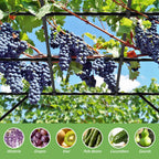 Grape Vine Trellis - Cucumber Trellis Size: 112.8 * 96 * 80.4 inches
