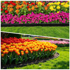 MIXC 100ft Landscape Edging Kit with 150 Spikes, Not Digging Flexible Plastic Edge Border for Landscaping, Lawn, Garden, Flower Beds, Yard, Paver, Playground, Pathway,3pack, 33ft Each,1.5in high