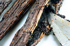 Organic Vanilla Extract - Made with Madagascar Vanilla Beans - 1 Gallon – For Baking, Desserts, Home Cooking and Chefs