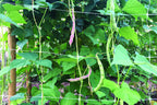 Tenax 100522970 Hortonova Plant Trellis Net, 6.5' x 50'/ 79" x 50', White