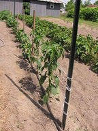 IRRIGATION-MART 6300FT Tomato Tying Garden Twine