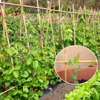 GAGINANG Natural Bamboo Garden Stakes, 4FT Trellis Plant Support 25Pcs