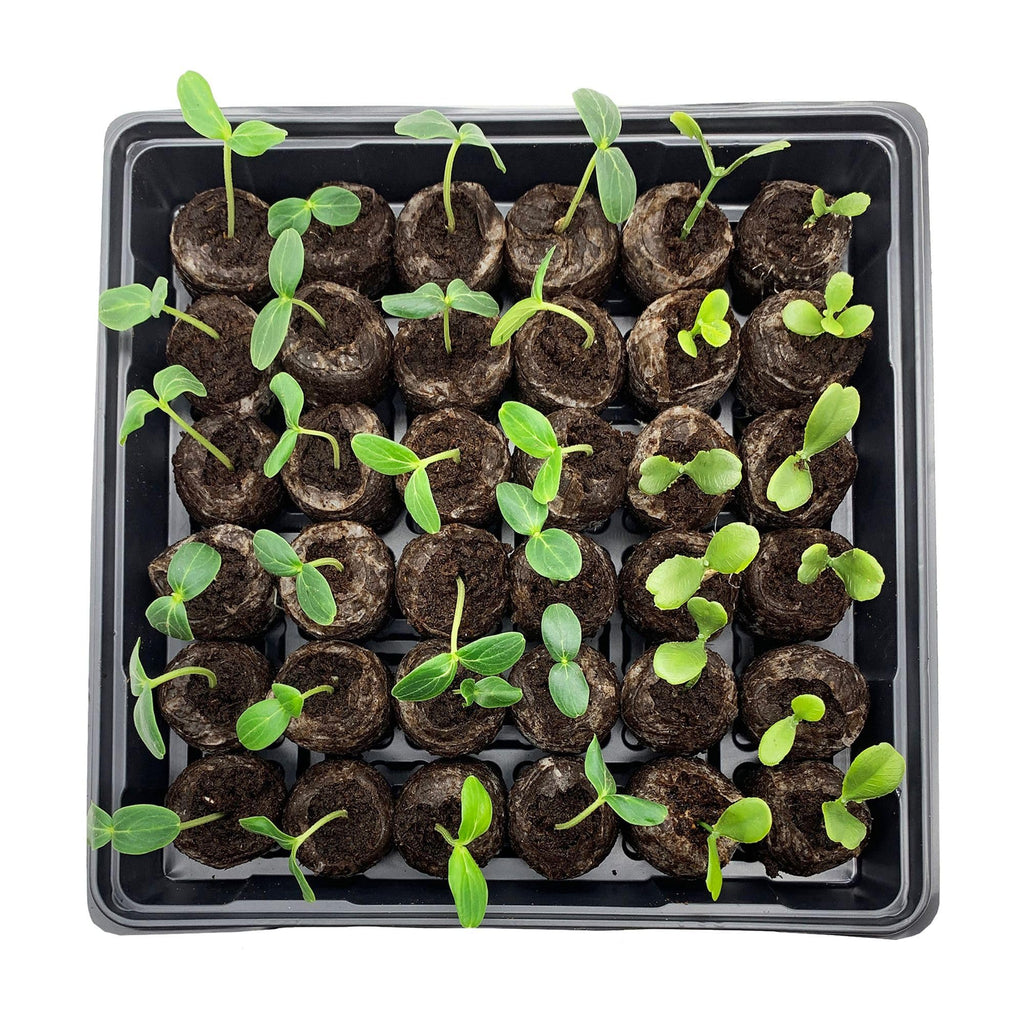 Jiffy Seed Starting Tray Kit - 36 Cell Germination Tray, Portable - 2 Pack, 72 Pellets - Plastic