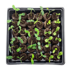 Jiffy Seed Starting Tray Kit - 36 Cell Germination Tray, Portable - 2 Pack, 72 Pellets - Plastic
