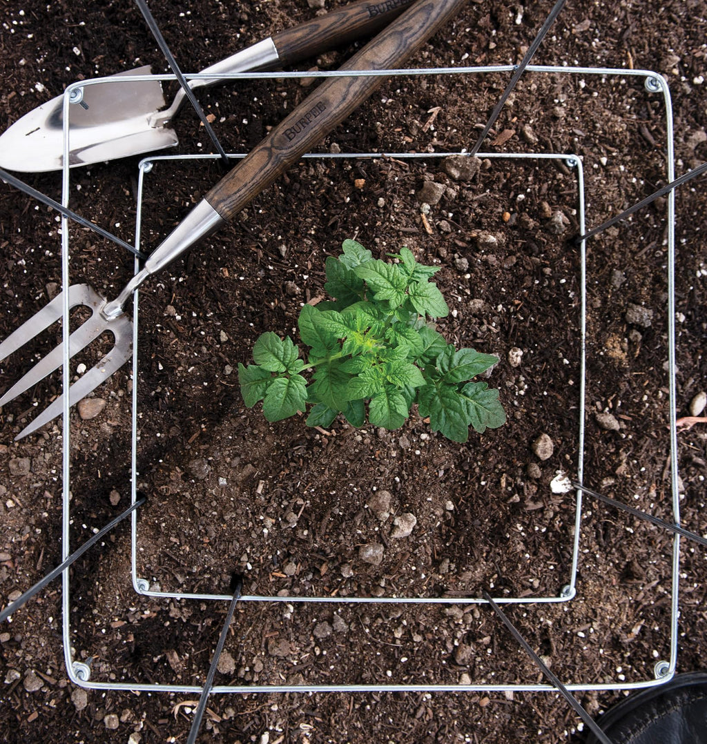 Burpee Medium Heavy Gauge Tomato Cage | 3 Cages for Plant Support in Garden | 14" x 14" x 48" | Made in The USA| Grow Healthier, More Productive Tomato Plants