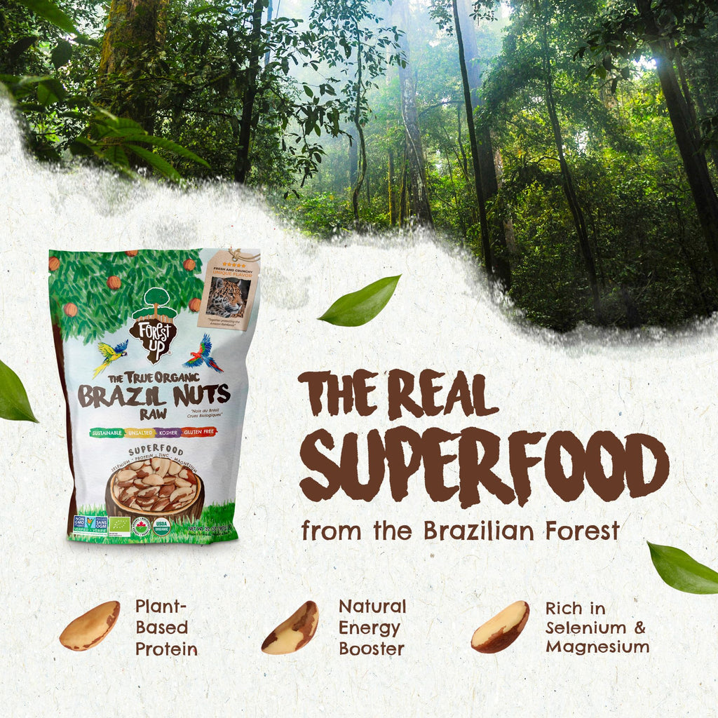 Snack The True Organic Brazil Nuts Medium Size 32 oz-2lbs – Raw and Unsalted – Kosher – Healthy-Rich in Vegetable Protein – Harvested in Amazon Rainforest – Fresh, Vegan and Gluten Free – Forest Up