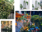 Macteyia 2 Pack 86.7" H x 19.7" W Metal Garden Trellis with Black Coating, Wire Lattice Grid Panel for Climbing Plants Outdoor Roses Vine Cucumbers Vegetables Flower Support (86.7" H, 2 Pack)