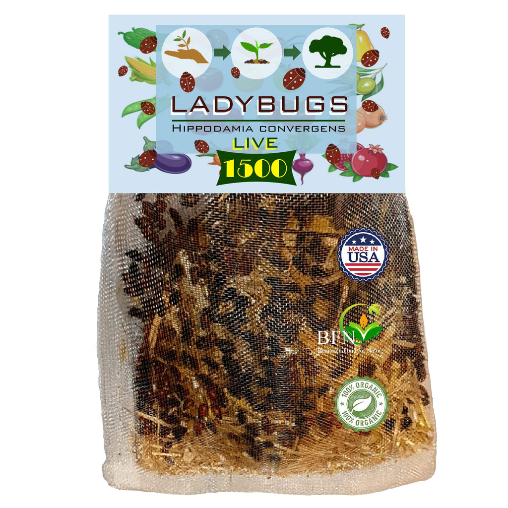 Clark&Co Organic 1500 Live Ladybugs - Good Bugs for Garden - Pre-Fed Hippodamia Convergens for Insects - Guaranteed Live Delivery!