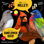 Cool Birds All Birds Wild Bird Seed, 10 lb