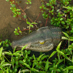 Floating Alligator Head Pond Decor, Realistic Crocodile Head Pool Ornament