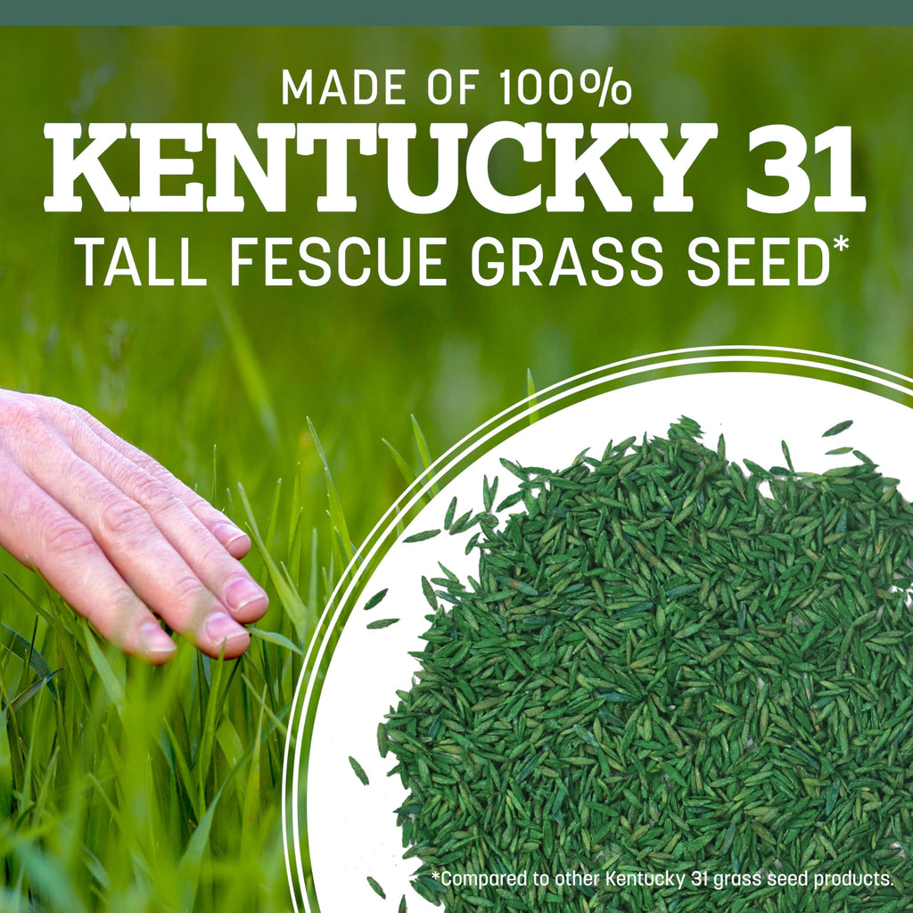Pennington Kentucky 31 Tall Fescue Grass Seed, Drought-Resistant, 7 LB