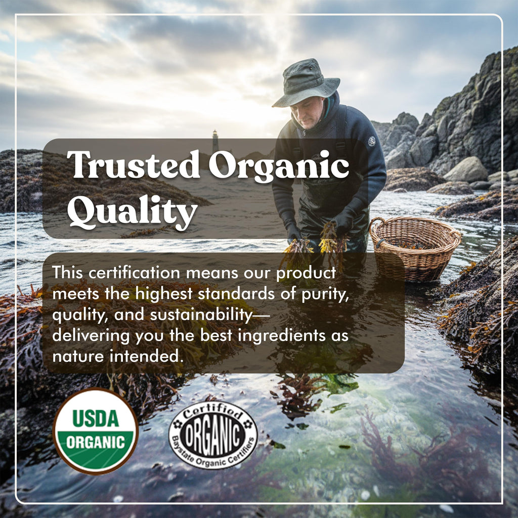 American Standard Supplements Organic Sea Moss, Bladderwrack & Burdock Root Capsules - 1200mg Seamoss, 1200mg Bladderwrack, 225mg Burdock Root Per Serving - 120 Capsules, 40 Servings