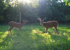 Terra Products Co. AX Deer Mineral - Antler Xcelerator for Deer (20)
