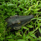 Floating Alligator Head Pond Decor, Realistic Crocodile Head Pool Ornament