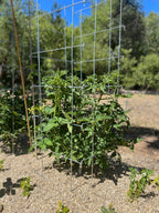 Happy Trees Large Heavy Duty Tomato Cages - Support Trellis for Climbing Vegetables and Plants - 18" x 18" x 58" - Thick Gauge Galvanized Steel, Collapsible Easy Storage, 3-Pack, Made in USA