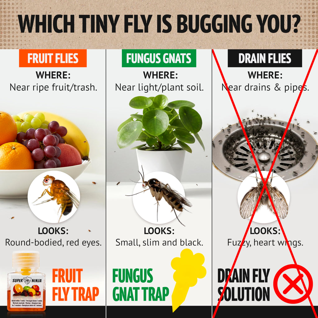Super Ninja Fruit Fly Traps for Indoors - 6 Pack, Highly Effective Fruit Fly Catcher for Indoor Use for Home & Kitchen, Up to 3 Weeks of Performance per Bottle, Kid & Pet Friendly