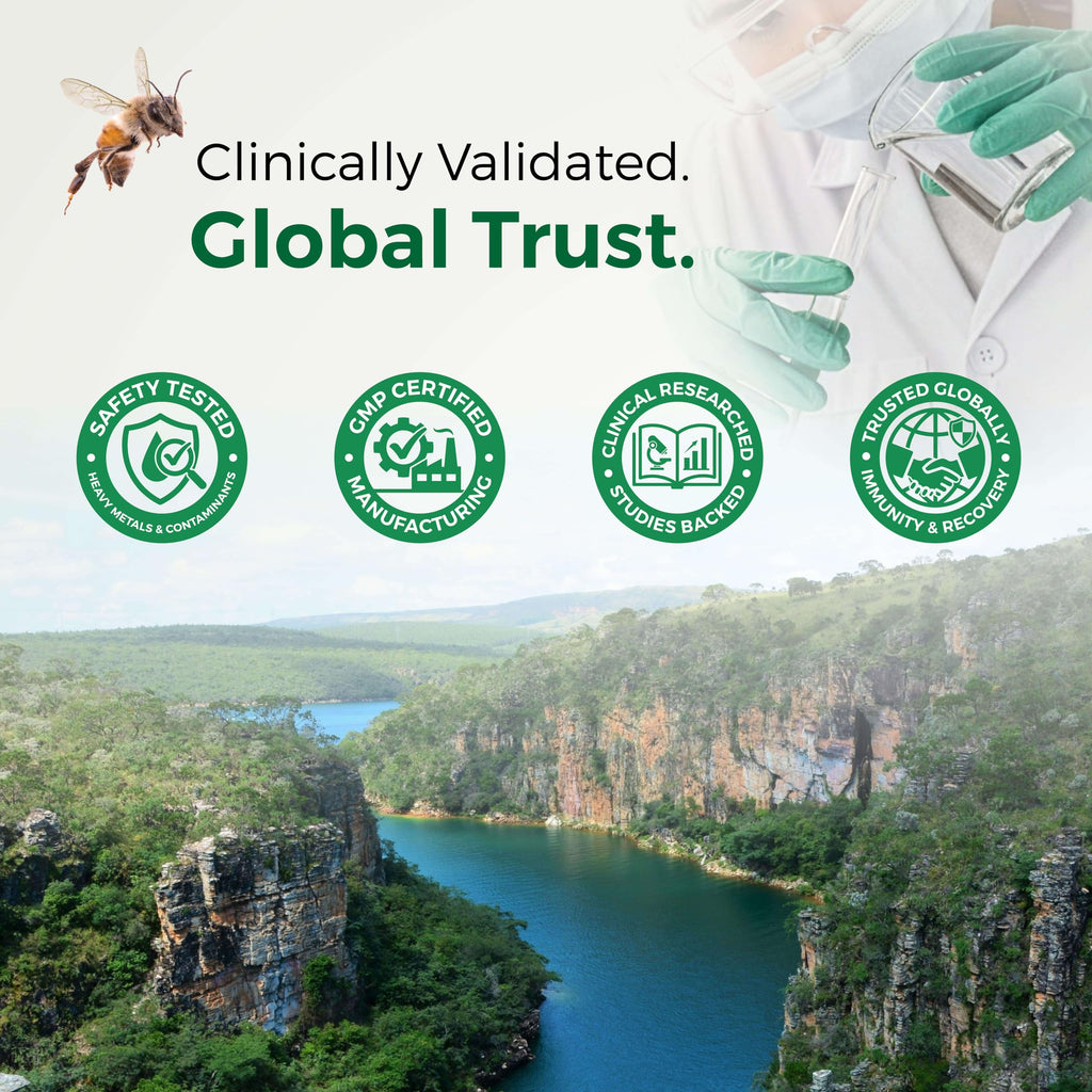 LABO Nutrition Brazilian Green Propolis Ultimate - Contains >7% or 28mg per Serving Artepillin C & >5% Flavonoids, for Immune & Brain Support, Natural, High Concentrate & Premium, 60 Veg Capsules